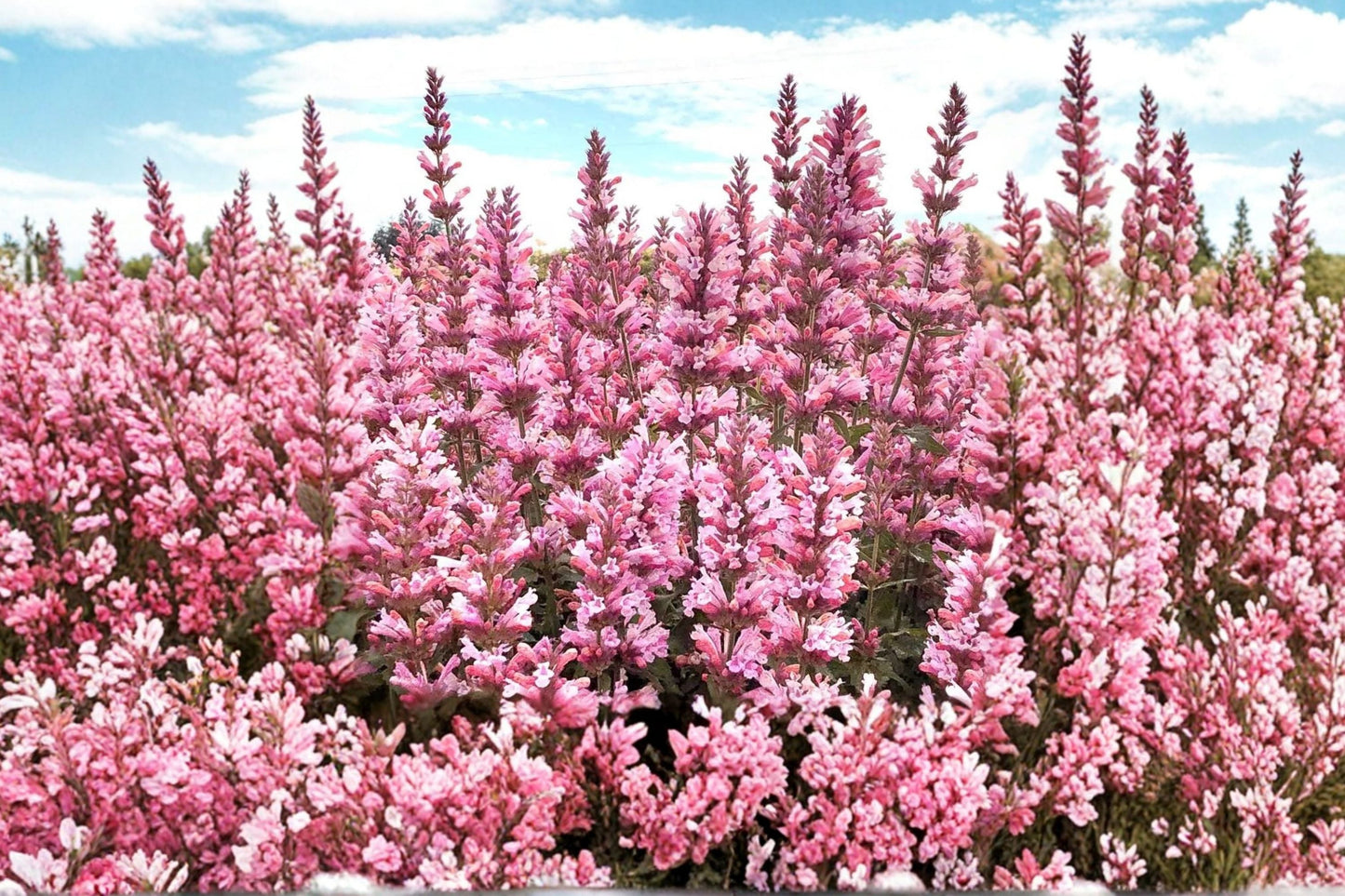 Agastache Pink Pearl Hummingbird Mint Perennial Plant | Fragrant Drought-Tolerant Flower | Pollinator Attracting Garden Plant