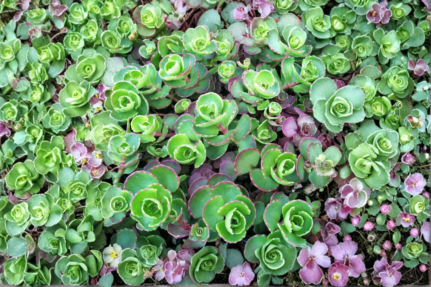 Sedum 'Dark Dragon' Stonecrop Succulent Groundcover Drought Tolerant Live Plant in 3.5" Pot or Cuttings
