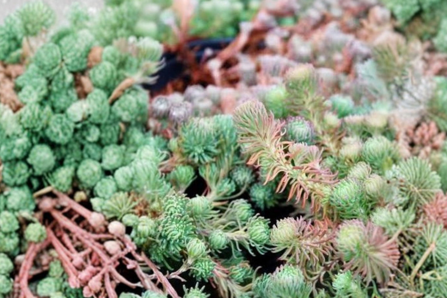 10 Sedum 'Antique Grill' Cuttings | Blue Purple Stonecrop Succulent | Evergreen Drought Tolerant Groundcover | Fairy Garden Plant