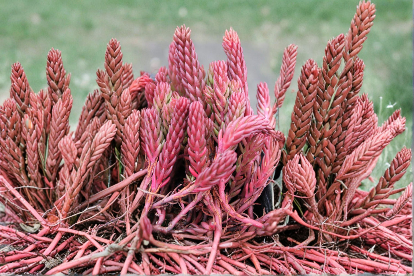 Sedum 'Red Wiggles' Live Plant 3.5" Drought Tolerant Evergreen Succulent Groundcover, Red and Green Foliage