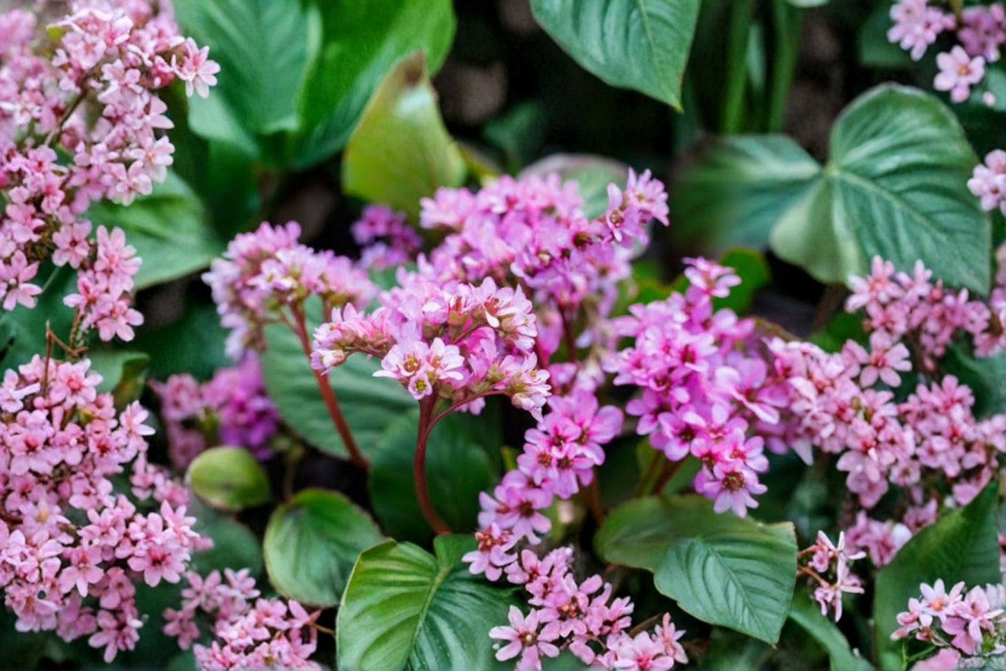 Bergenia 'Dumbo' Elephant Ear Perennial Evergreen Shade Plant Pink Flowers Deer Resistant Groundcover Live Plant