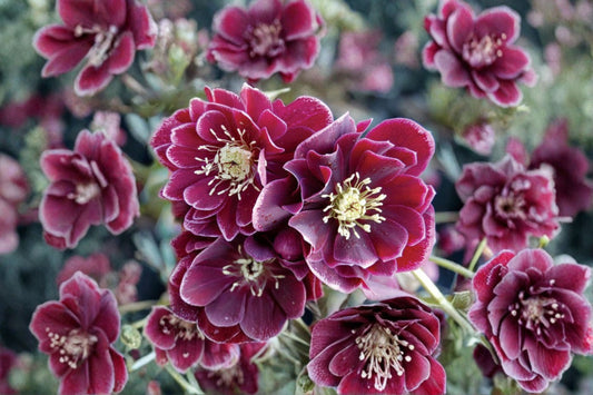 Lenten Rose 'Amethyst Gem' Evergreen Perennial | Winter Jewels Hellebore | Purple Shade Garden Plant | Deer Resistant Helleborus orientalis