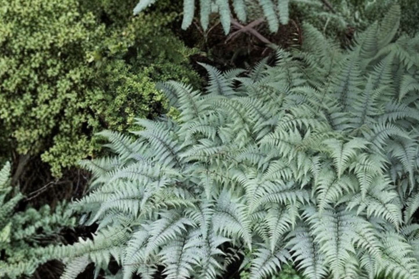 Athyrium 'Ghost' Fern | Japanese Painted Fern | Silver Shade Perennial | Deer Resistant Woodland Garden Plant | Live Fern