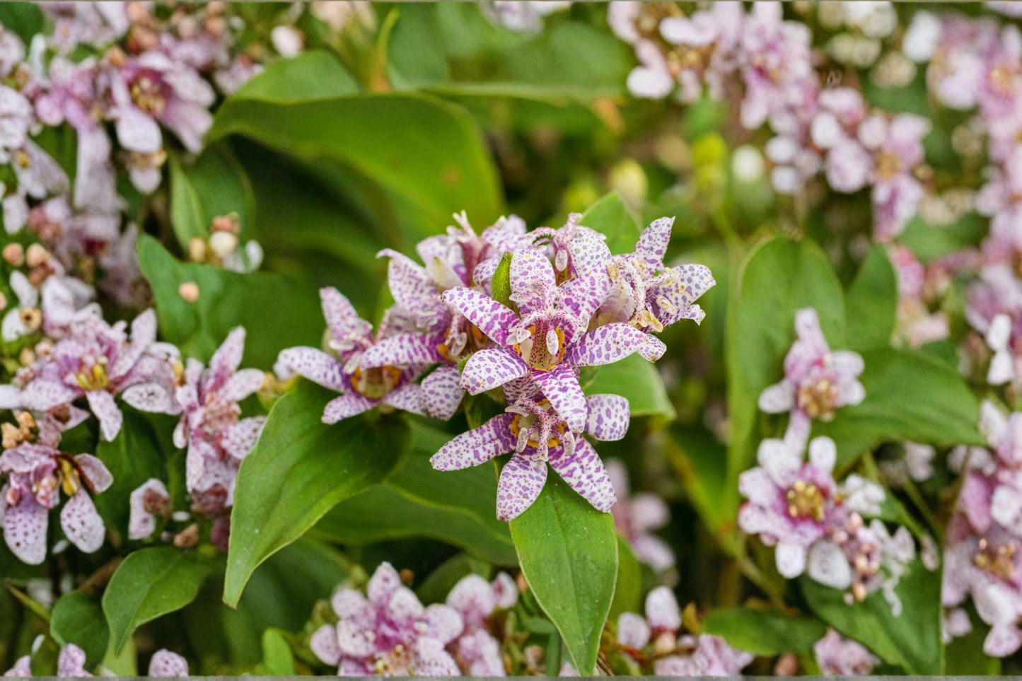 Toad Lily Plant, 4.5-Inch Live, Tricyrtis 'Seiryu', Orchid-Like Shade Perennial, Woodland Garden, Late Summer Bloom