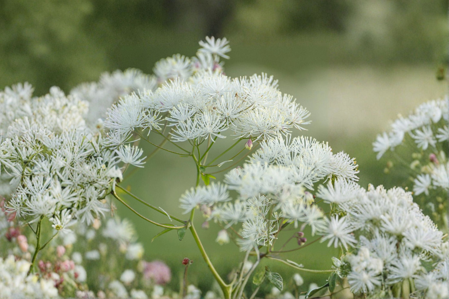 Thalictrum Nimbus White Meadow Rue Perennial 1 Gallon White Flowering Plant for Cottage Gardens and Borders