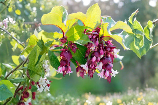Leycesteria 'Jealousy' Golden Himalayan Honeysuckle Evergreen Shrub 1 Gallon Burgundy Flowers Pollinator Plant