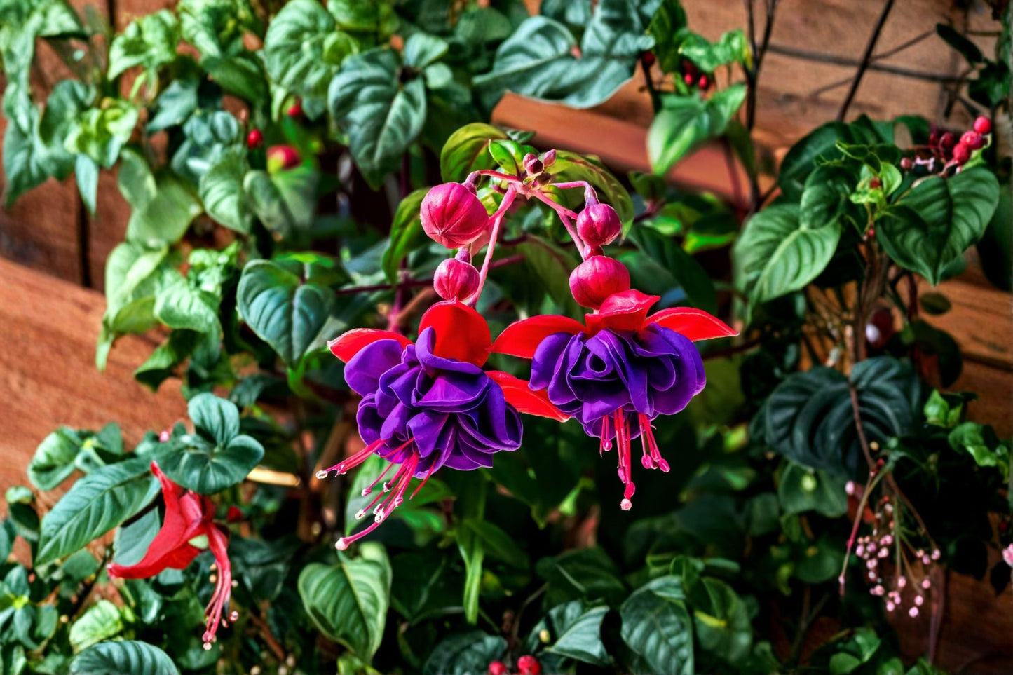 Fuchsia 'Tricolor' Hardy Perennial Plant | Variegated Fuchsia with Red & Violet Flowers | Hummingbird Attracting Garden Plant | 1 Gallon
