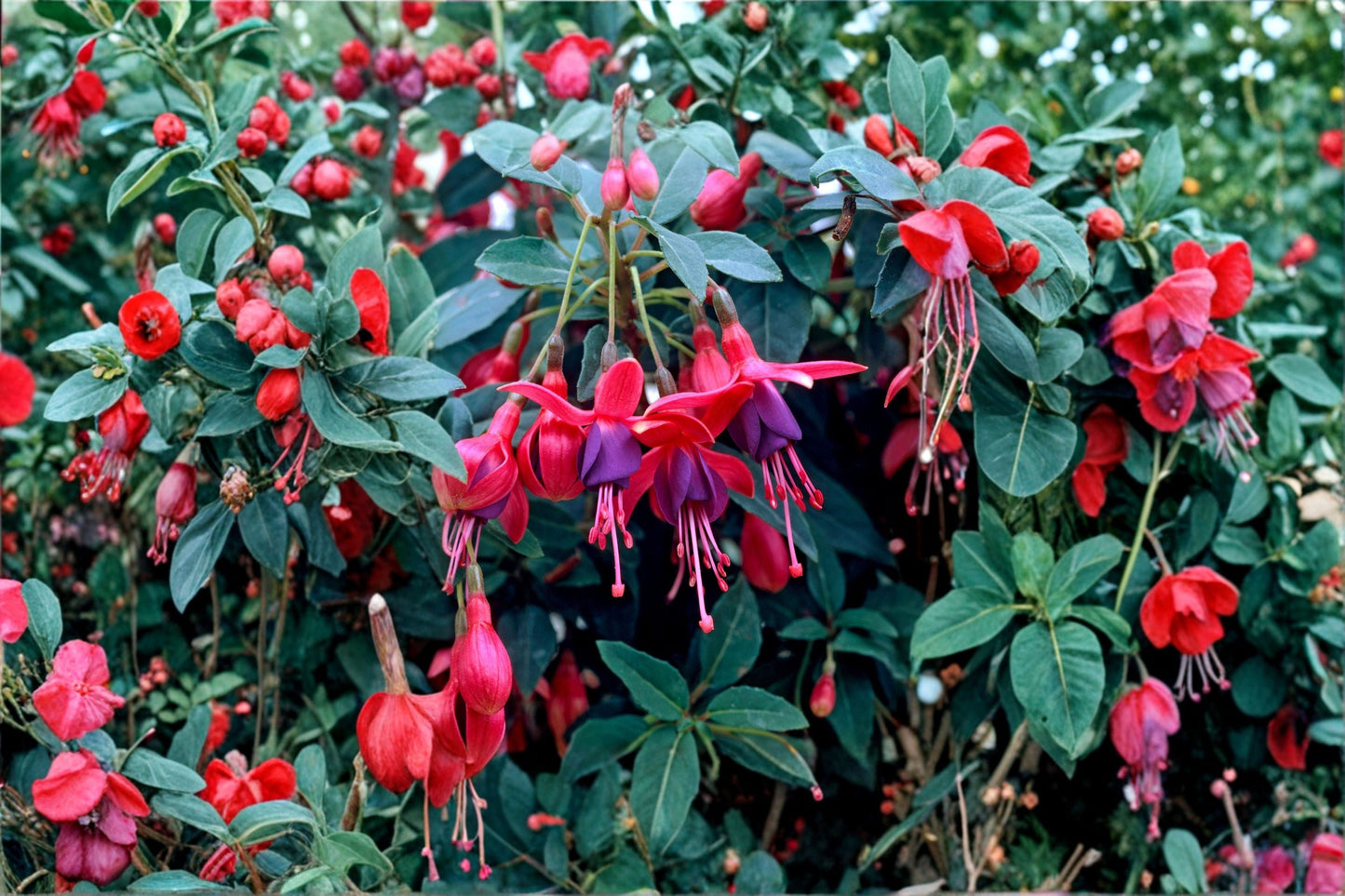 Fuchsia 'Tom Thumb' Hardy Dwarf Plant 1 Gallon Pot Purple Red Flowers Hummingbird Perennial