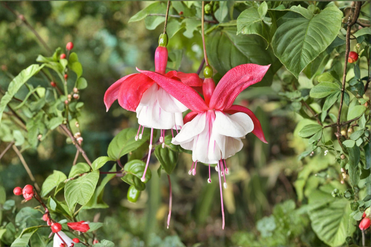 Fuchsia 'Lady Thumb' Hardy Perennial Plant 1 Gallon Pink & White Flowers Hummingbird Magnet