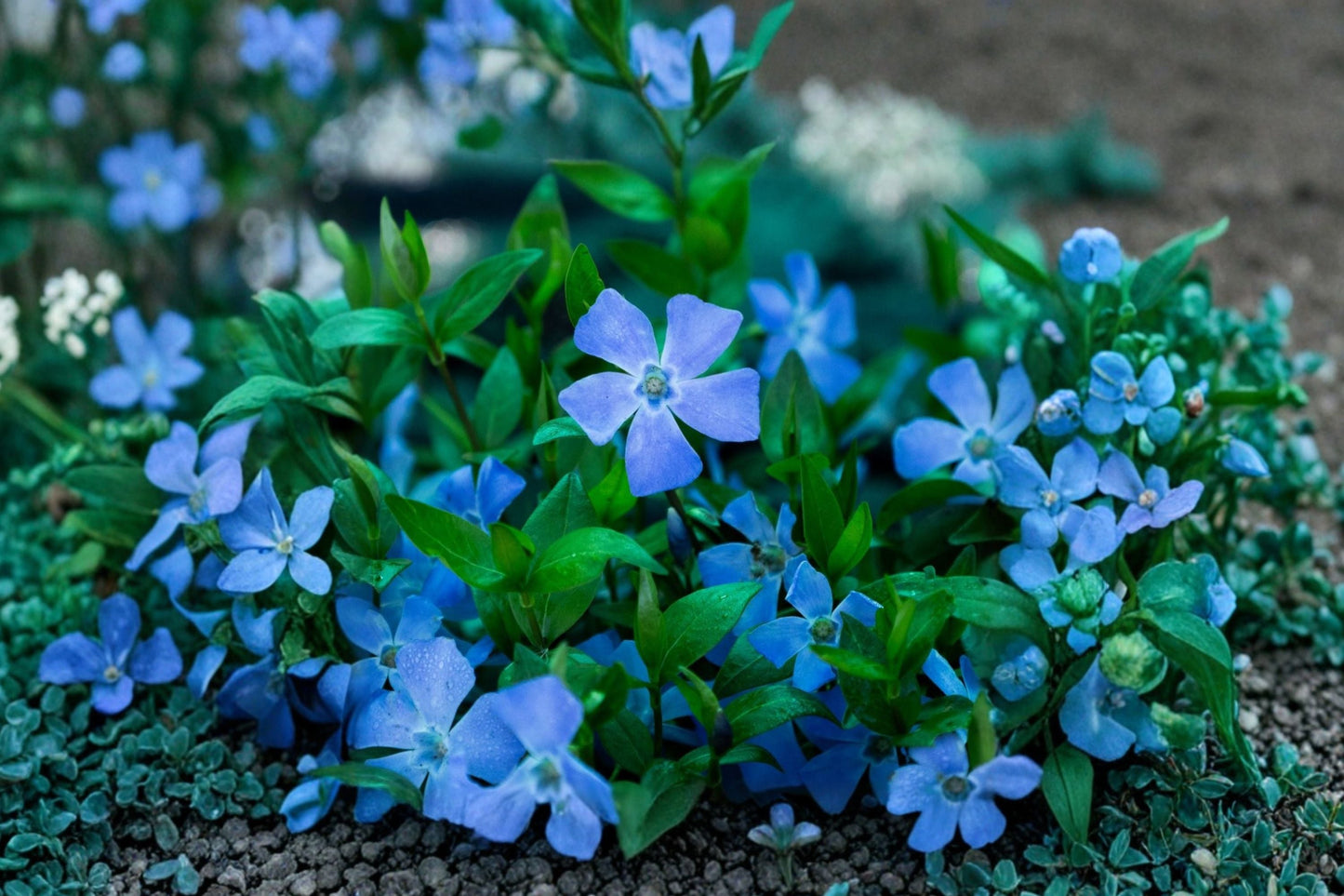 Vinca Minor Trio Evergreen Groundcover | Periwinkle 'Alba', 'Merlot', 'Bowles Blue' | Shade Perennial Plants
