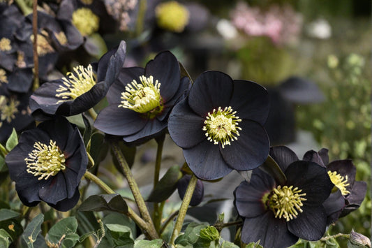 Lenten Rose 'Black Diamond' Evergreen Shade Perennial 1 Gallon Pot Winter Jewels Hellebore Black Blooms Deer Resistant