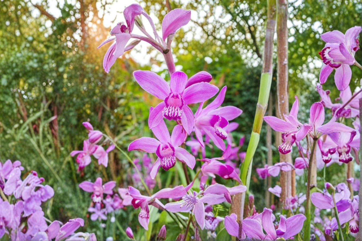 Bletilla striata 'Yokohama' Chinese Ground Orchid, Rare Hardy Shade Perennial with Pale Pink Flowers, 4.5" Pot