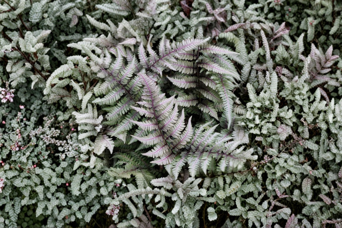 Japanese Painted Fern 13.5" Potted Plant | Athyrium niponicum 'Metallicum' | Silver Purple Foliage | Shade Perennial | Deer Resistant