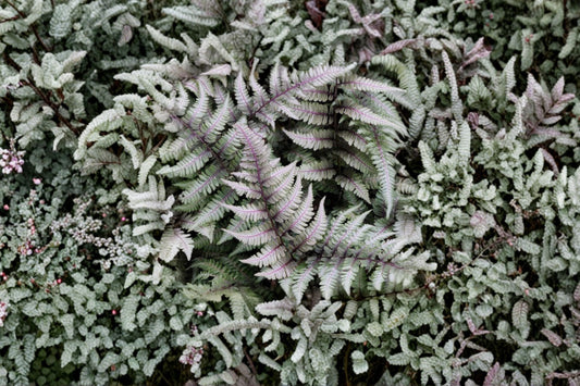 Japanese Painted Fern Potted Plant | Silver Purple Fronds | Athyrium niponicum 'Metallicum' | Shade Perennial | Deer Resistant