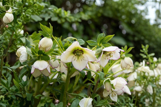 Lenten Rose 'Champion' Evergreen Hellebore 4.5" Pot Creamy White Winter Bloom Shade Perennial