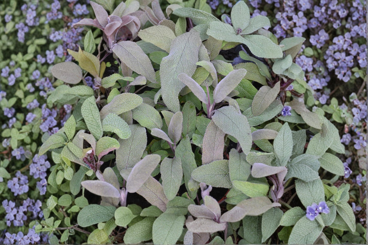 Purple Sage Plant | Salvia officinalis 'Purpurascens' | Culinary Herb, Aromatic Perennial, Purple Leaf Sage, Pollinator Friendly Live Plant