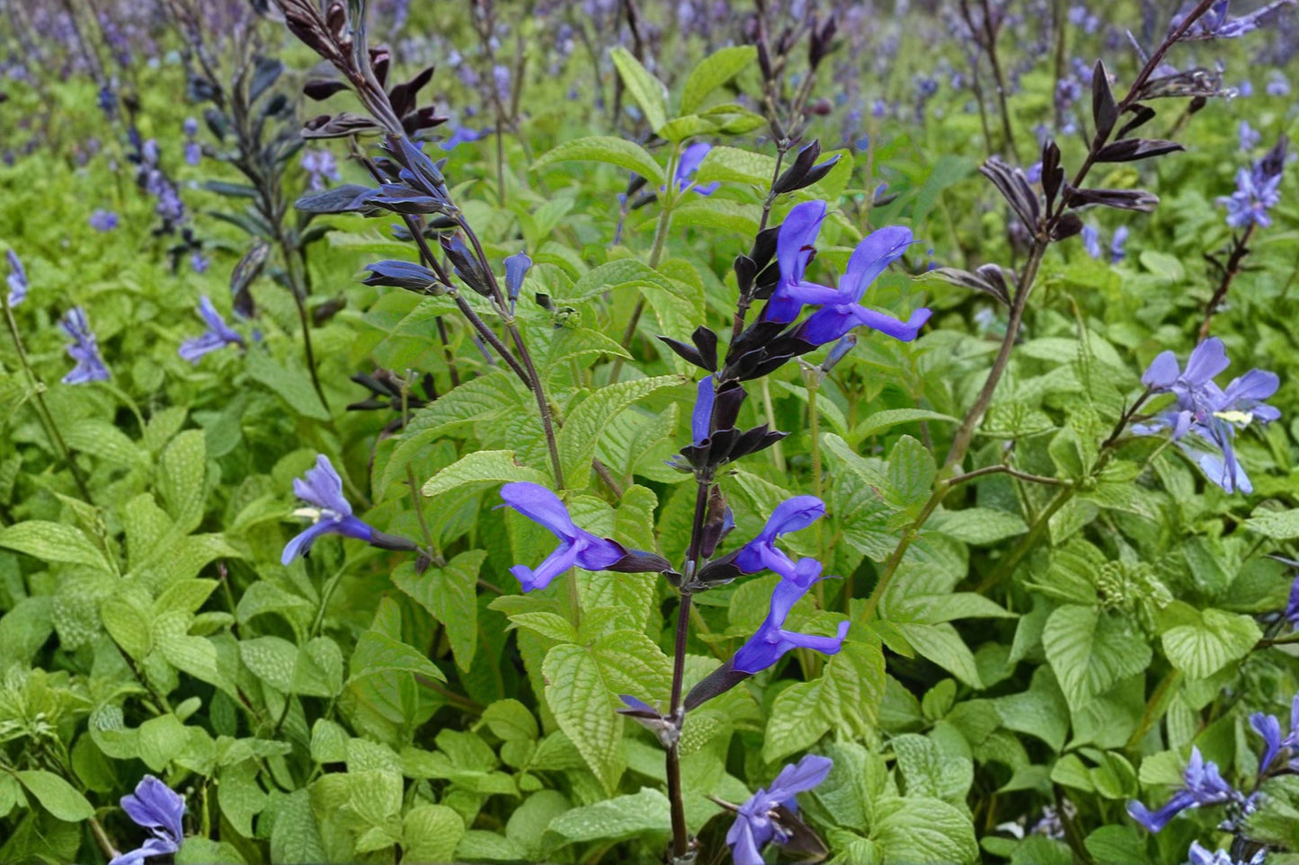 Salvia 'Black and Blue' Live Perennial Plant 1 Gallon Blue Flowering Hummingbird Pollinator Garden Plant