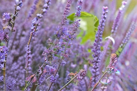 Nepeta 'Walker's Low' Catmint Plant | Pollinator Perennial with Lavender Blue Blooms | Drought Tolerant Live Plant