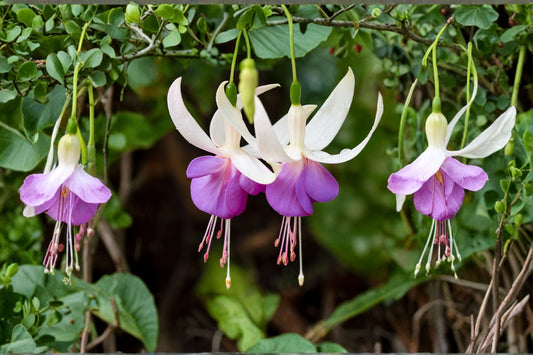 Hardy Fuchsia 'Delta's Sarah' 1-Gallon Live Plant White & Violet Blue Flowers Hummingbird Perennial Cottage Garden