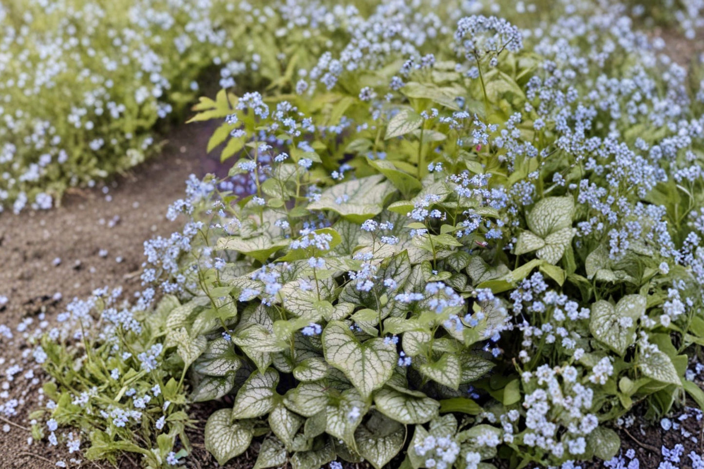 Brunnera 'Jack Frost' Siberian Bugloss Perennial - Silver Foliage, Blue Flowers, Shade Garden Plant, Deer Resistant, 4.5" Live Plant