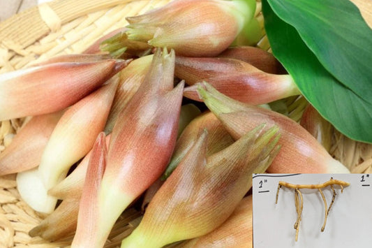 Myoga Ginger Live Roots – Edible Japanese Zingiber mioga – Cold Hardy Shade Garden Perennial Rhizomes