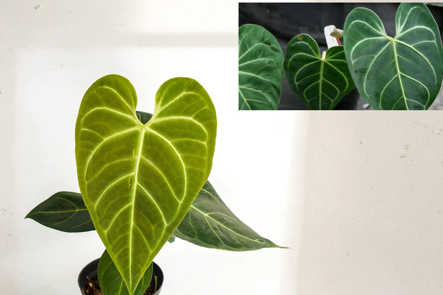 Anthurium Regale AFF Live Houseplants – Pack of 2, Exotic Tropical Greenery, Velvet Leaf Indoor Plants, Air Purifying Aroid