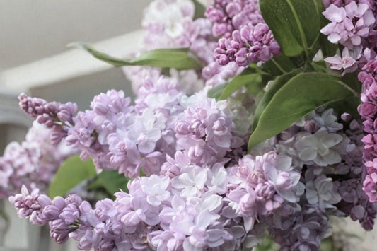 Live Lilac Plant | Syringa vulgaris ‘Krasavitsa Moskvy’ | Fragrant Double White Pink Flowers | 1 Gallon Shrub for Garden