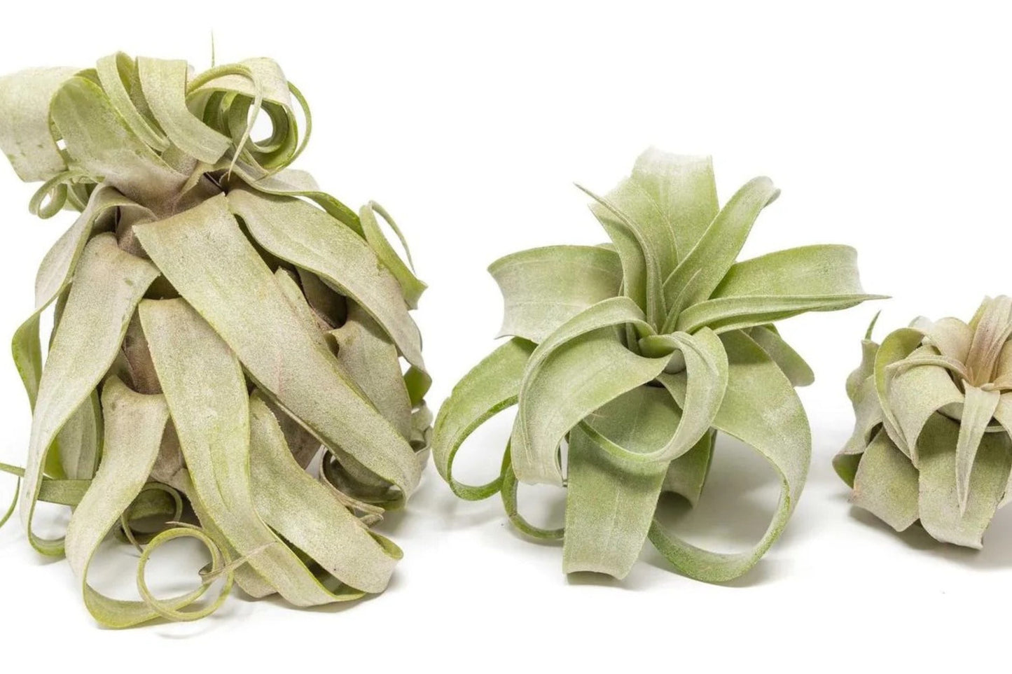 Tillandsia Streptophylla Air Plant – Medium Curly Live Indoor Plant – No Soil Houseplant – Easy Care, Low Maintenance, Unique Foliage