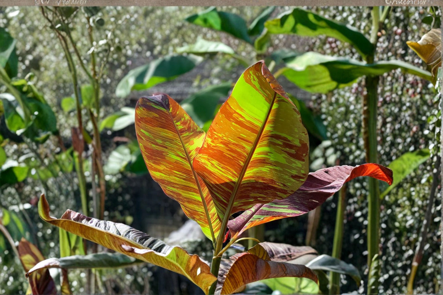 Musa Siam Ruby Banana Plant – Rare Red Variegated Tropical Foliage – Live Patio & Container Plant