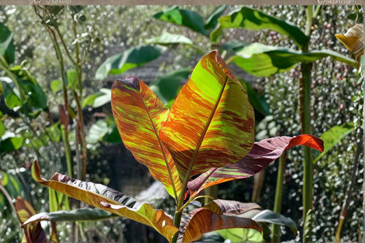 Musa Siam Ruby Banana Plant – Rare Red Variegated Tropical Foliage – Live Patio & Container Plant