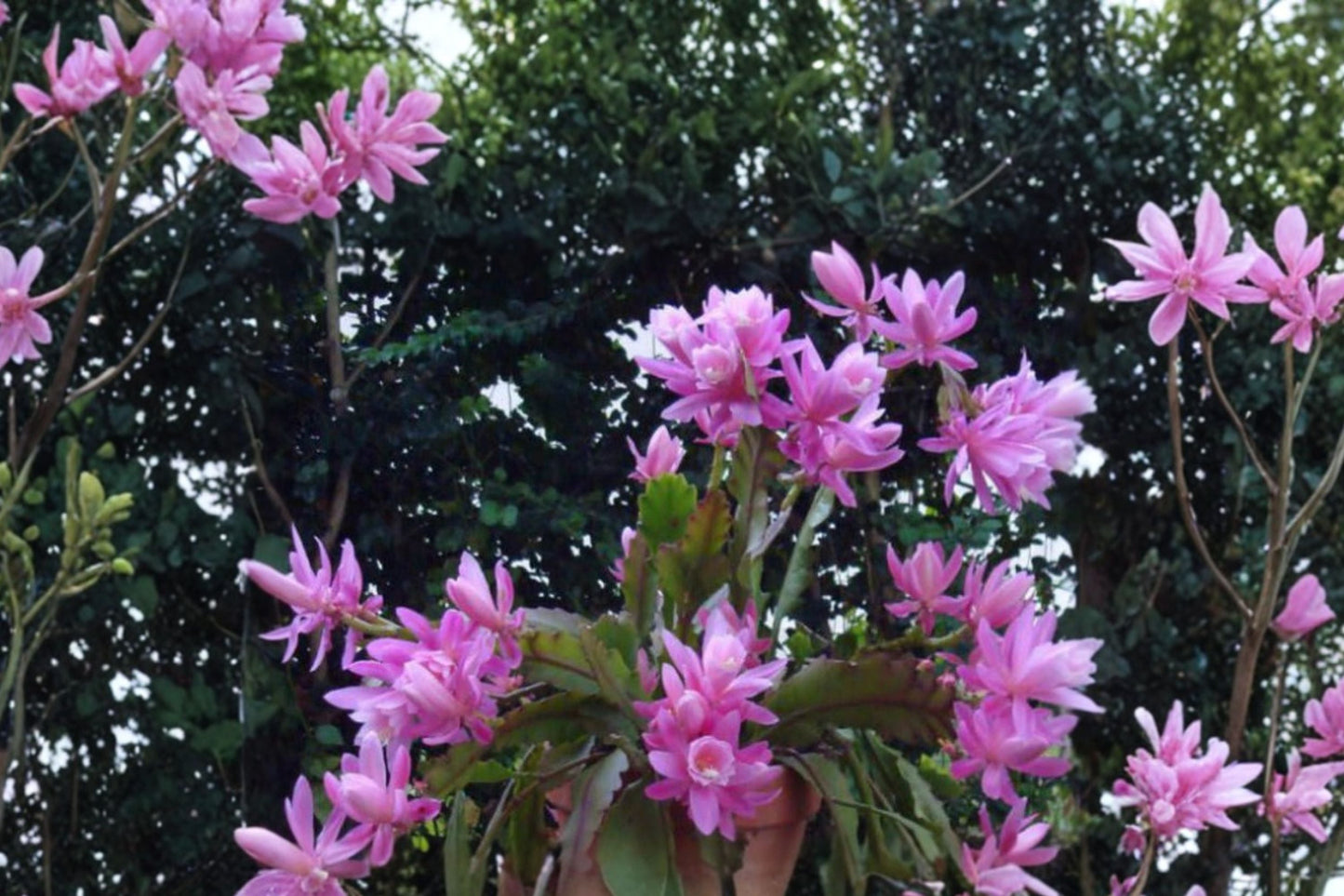 German Empress Epiphyllum Cutting – Orchid Cactus Night Blooming Rare Tropical Plant – 8–10 Inch Exotic Flowering Succulent