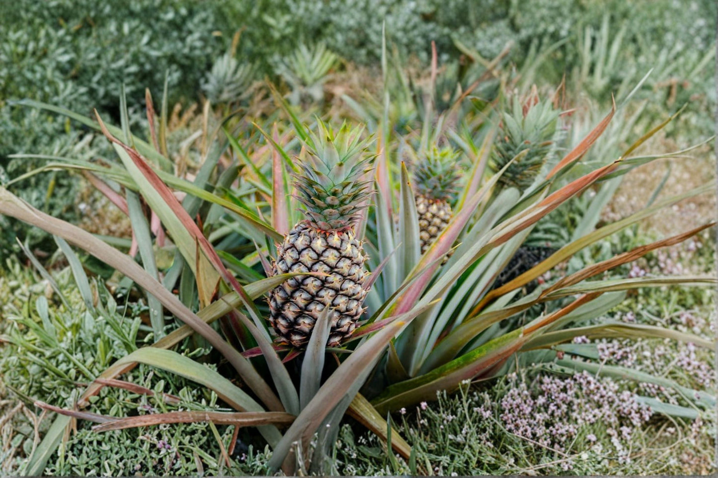 Live Sugar Loaf Pineapple Plant – Tropical Ananas comosus with Sweet Low-Acid Fruit – Grow Your Own Pineapple Indoor or Garden