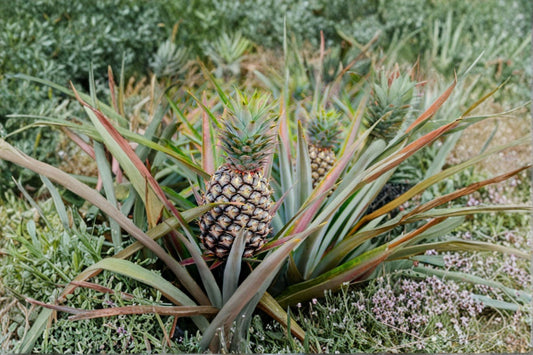 Live Sugar Loaf Pineapple Plant – Tropical Ananas comosus with Sweet Low-Acid Fruit – Grow Your Own Pineapple Indoor or Garden