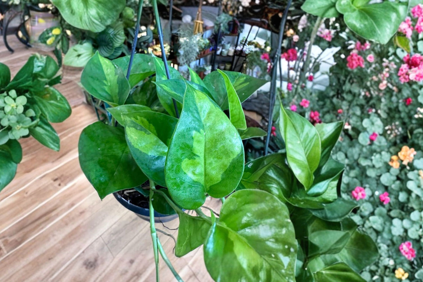 Global Green Pothos 2 Pack – Epipremnum Aureum – Variegated Trailing Houseplants – Easy Care Indoor Plants