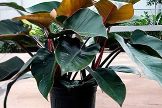 Philodendron Red Congo Burgundy Foliage Plant – Self-Heading Tropical Indoor Houseplant – Easy Care Upright Plant