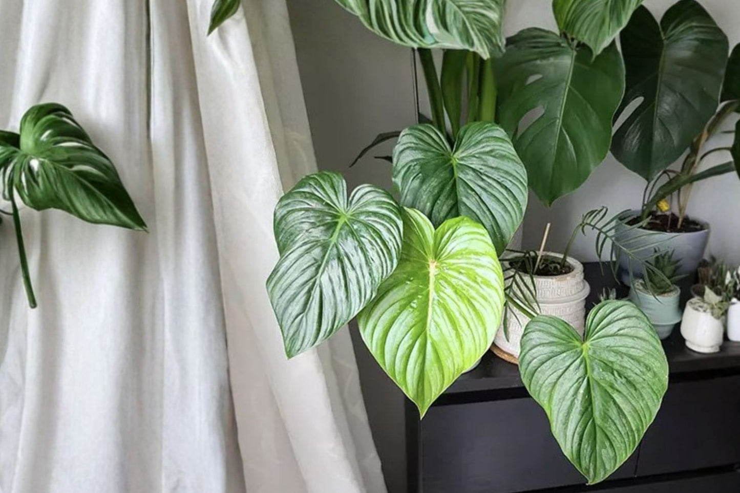 Philodendron Pastazanum Silver Nieve – Rare Variegated Silver Leaf Aroid – Live Tropical Houseplant – Collector Plant