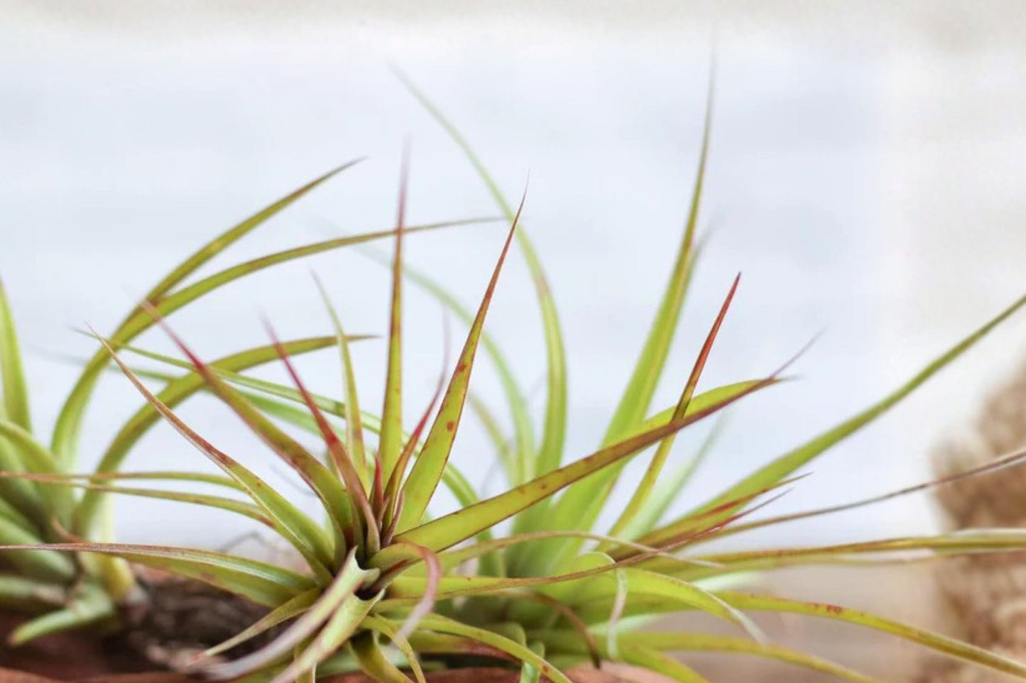 Tillandsia Sparkler Air Plant 5–7 Inches Hybrid Blooming Indoor Plant Easy Care Live Air Plant