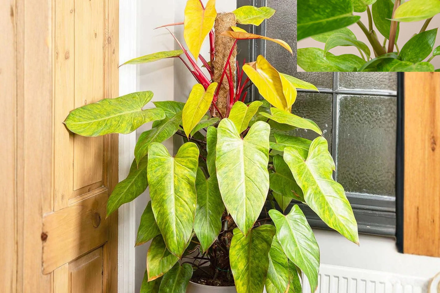 Philodendron Painted Lady – Variegated Climbing Aroid – Rare Tropical Houseplant – Live Indoor Plant – Collector Plant