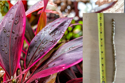 Hawaiian Ti Plant Cuttings 8 Pack – Cordyline fruticosa – Pink Purple Tropical Foliage – Live 5-7” Propagation Plant