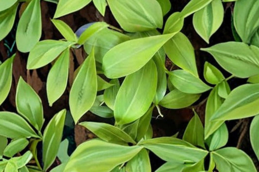Musa Basjoo Banana Tree – Cold Hardy Live Rooted Tropical Garden Plant – Zone 5 Outdoor Banana Tree