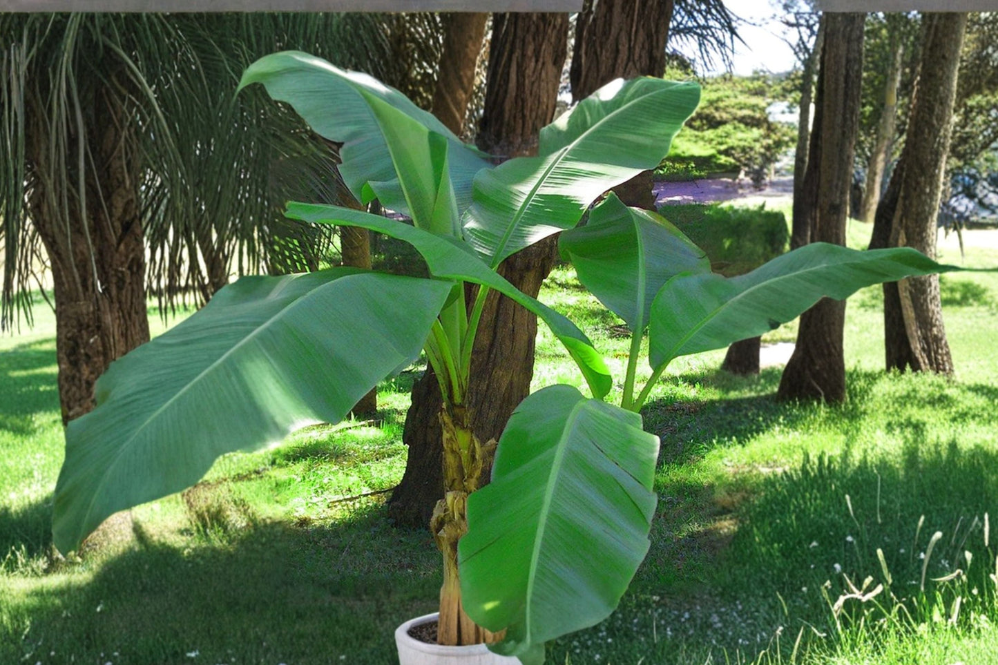 2 Musa Basjoo Banana Plants – Cold Hardy Tropical Garden Trees – Live Rooted Banana Plants for Zone 5 Landscaping