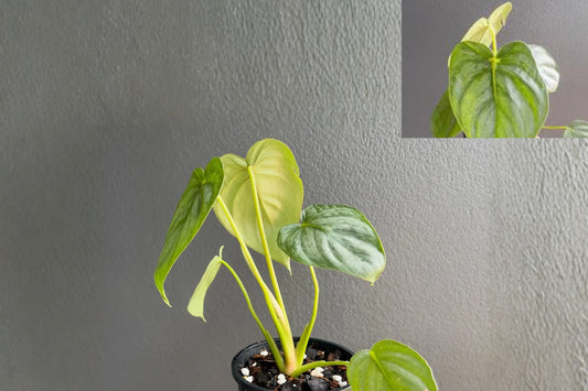 Philodendron Pastazanum Silver Pack of 2 – Rare Silver Leaf Tropical Houseplant – Exotic Foliage Indoor Plant for Collectors