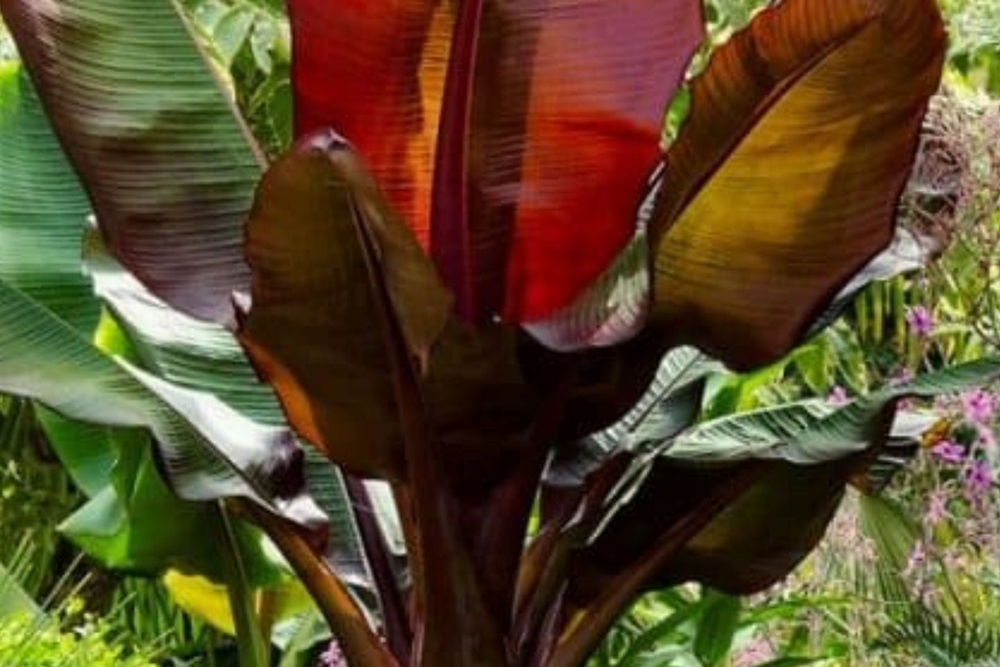 Ensete Maurelii Red Banana Plant – Tropical Foliage Ornamental Banana Tree for Patio & Garden