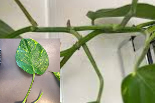 Hawaiian Pothos Cuttings 5 Pack – Rooted Nodes with Aerial Roots – Golden Pothos Propagation – Epipremnum aureum