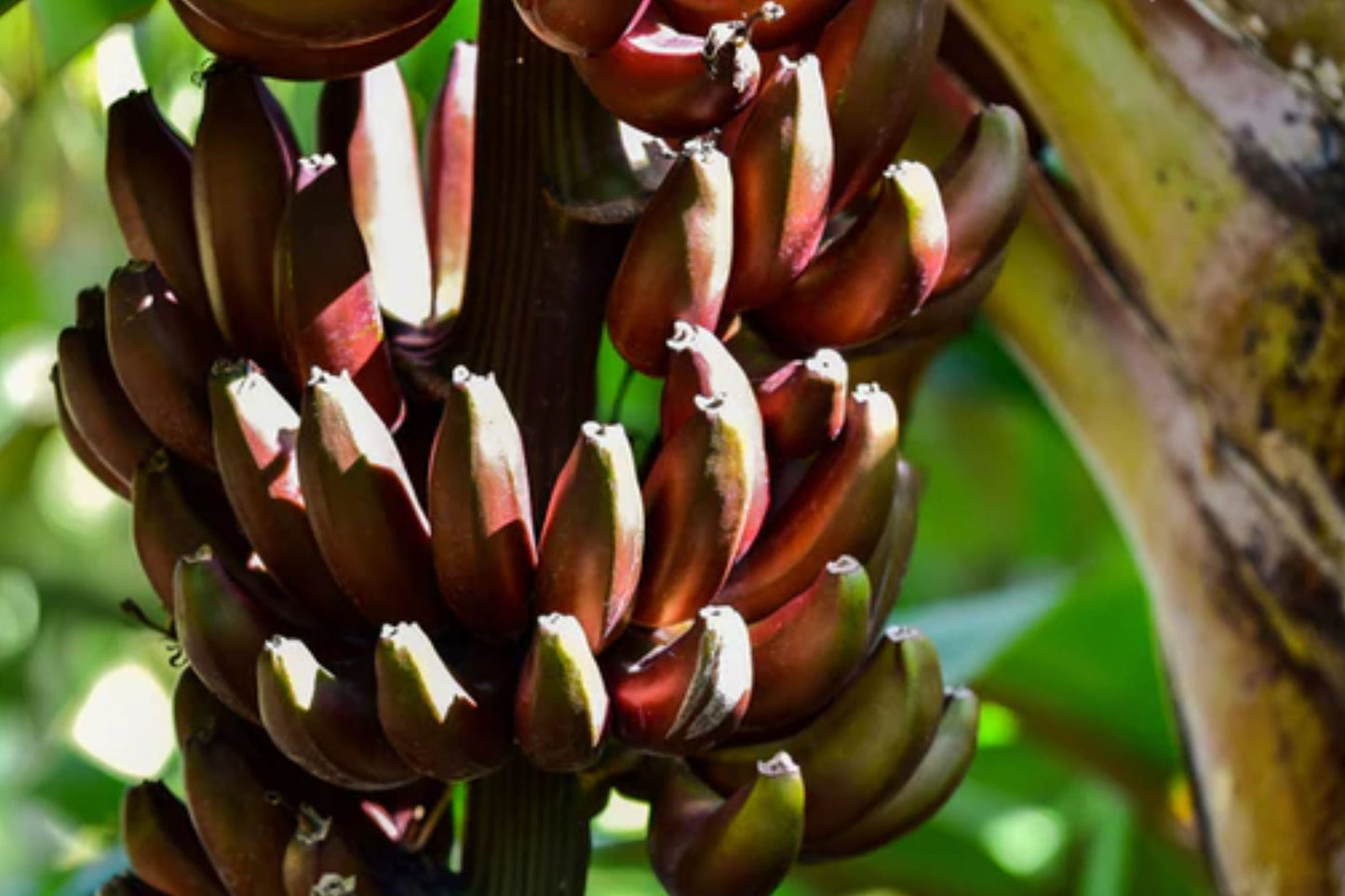 Cuban Red Banana Plant – Live Tropical Edible Fruit Tree – Red Dacca Banana – Exotic Garden Plant – Musa acuminata 'Cuban Red'