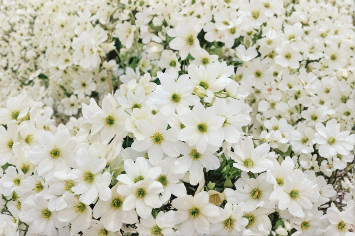 Clematis ‘Early Sensation’ Evergreen Climbing Vine 1 Gallon Live Plant White Flowers Spring Flowering Garden Plant
