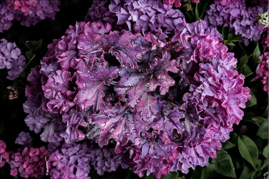 Heuchera ‘Forever Purple’ – Purple Coral Bells Evergreen Shade Perennial Live Plant – 4.5” Plug or 1 Gallon