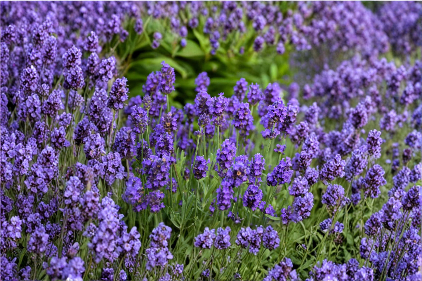 Sweet Romance Lavender Plant – English Lavender Live Herb – Fragrant Purple Blooms – Culinary & Garden Lavender – Lavandula angustifolia