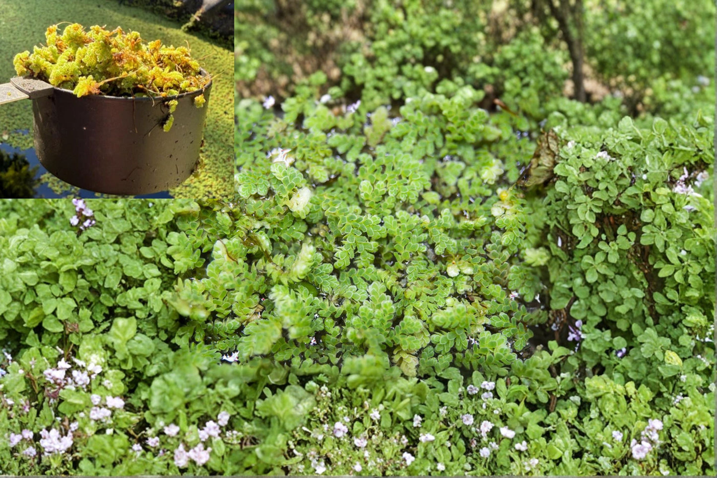 Azolla Mosquito Fern Live Aquarium & Pond Plant – 1 Cup Water Velvet Fairy Moss – Natural Water Filter & Mosquito Control