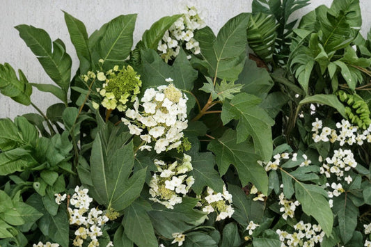 Munchkin Oakleaf Hydrangea Dwarf Shrub 1 Gallon – Hydrangea quercifolia White to Pink Blooms Shade Garden Plant